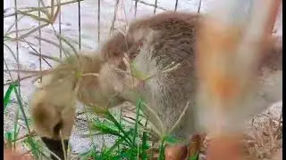 A,H FARM CUBA BELA ANGSA PULK  BUAT SUKA SUKA 🦢🌾👈✅😁🤟