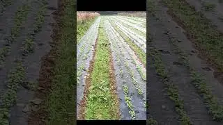 Semi de coriandre sur plastique biodegradable #agriculture #maraichage #farming #jardin #potager