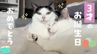 Луна, бывшая бродячая кошка, была домашней кошкой два года, и сейчас ей три года🎂✨ Эпизод 93