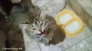 Котёнок просит покушать 