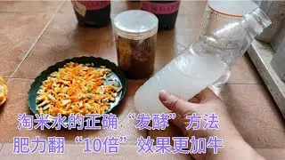 淘米水这样“发酵”才是正确方法，再也没有异味，肥力还翻了10倍