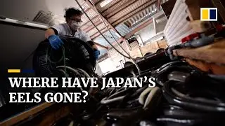 The Japanese eel: from culinary staple to endangered species