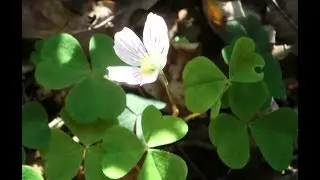Wild Food : Wood Sorrel (Oxalis acetosella)