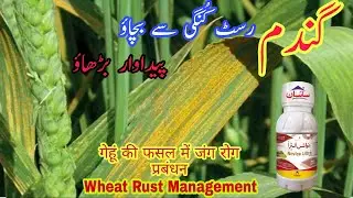 Novice Ultra Fungicide by Sayban International | Wheat Leaf Rust Management by Best Fungicide Spray