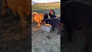 Corn Stock Feast #cow #corn #food #happy #farmlife #calf #feast #hungry #grass #tree #sky #outdoors