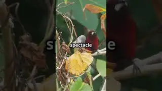 Wilson&rsquo;s Bird of Paradise  Nature&rsquo;s Hidd  #animals#wildlife#animalvideos#cuteanimals#animalplanet