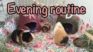 Evening routine - Guinea pig