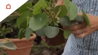 6 nemme gr&oslash;nne stueplanter