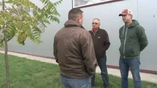 Americki crni orah - plantaze za furnirsko drvo