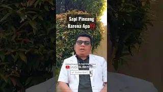 Jadi Penasatan Penyebab Sapi Pincang ⁉️ #sapi #sapipincang #tengkleng #dingklang #shorts #shortvideo