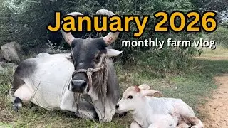 January monthly farm vlog | new calf, guesthouse, seed harvest, fishes, goats 