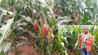 DETASELLING! A critical process in maize seed 🌽production#farming #agriculture #motivation 