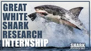 Great White Shark Research Internship - South Africa