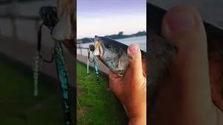 10g ogre jr micro slow pitch jig catching everything!