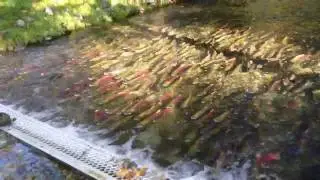 Weaver Creek Spawning Channel &mdash; BC, Canada