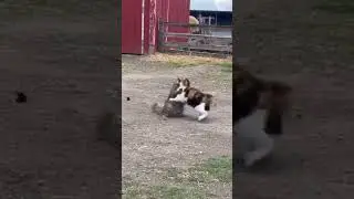 Wild Instincts Unleashed &ndash; Animals Fighting #wildinstincts #animalfight  #wildanimals  #naturedrama