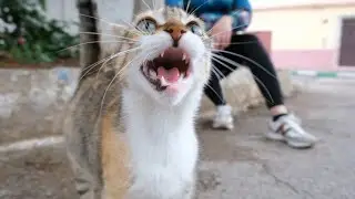 The talkative cat talks a lot about food.