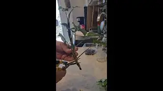 Mini Monstera Cuttings: ✂️ Trimming and 🌱 Propagation Tips