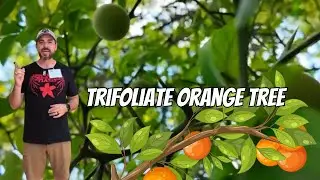 Trifoliate Orange Tree