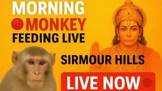 &ldquo;Evening Monkey Feeding vlog  | Sirmour Hills Paonta Sahib | Bhakti Marg Hanuman | LIVE Darshan 🔴&rdquo;