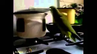 Lustige Tiere Singen und tanzen! lustige Videos