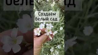 Белый сад: ясколка ☘️ дерен Элегантисимо☘️ бересклет вечнозеленый☘️ спирея березолистная #shortvideo