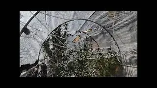 09272024 legal cannabis garden with tomatoes and dogsand cats in oklahoma