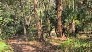 Cabbage Palm Trees Below Howell Creek Trestle Bridge, Sand & Water on Cross Seminole Trail! 