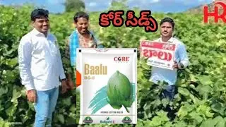 కోర్ సీడ్స్ బాలు పత్తి విత్తనాలు, నాగేంద్ర గారు దొడ్దనకేరి #core #balu #cottonfarming mbl 9618364106
