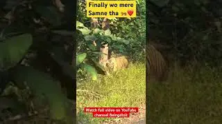 Finally wo mere samne tha 📍🐅❤️  #jimcorbett #shortsfeed #safari #beingdixit💯 #wildlife #discovery