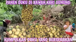 DUKU YANG BERSERAKAN DAN SEMBUNYI DI DEDAUNAN DI BAWAH KAKI GUNUNG.WAKTUNYA KUMPULKAN JADI SATU