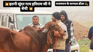 Mo.6378121897 #dairfarm top quality gir cow sold out  💫 24litre milk capacity 💫#dairfarm #viral 