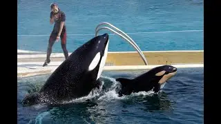 France to ban use of wild animals in circuses marine parks