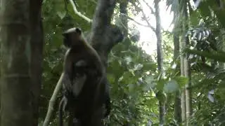 Baby Langur Cling to langur mother under chest