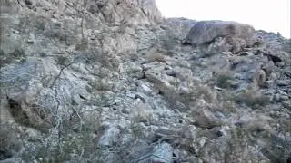 Sheep Hole Mountain Attempt at Summit with Beagles