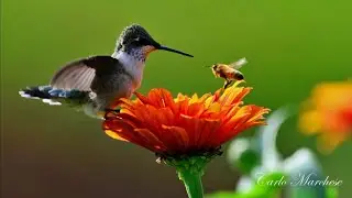 Female Ruby Throated Hummingbird!!❤❤❤#beautiful #hummingbird #cutebirds #nature