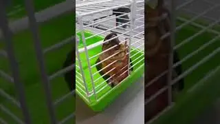 Marijuana toxicity in a parrot - Veterinary Video