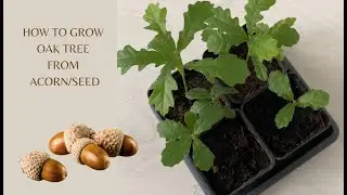 How to Propagate Oak Tree from Acorn (Seed)