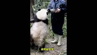 Happy Panda #pandasong #animal #panda #pandapanda #pandadesiigner #teampanda