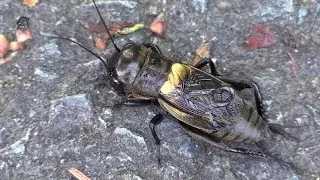 GRILLON Champ&ecirc;tre/M&acirc;le/Gryllus campestris ! BRUITX