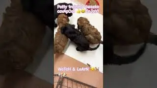 Potty training pup #cavapoopuppy #pottytrainingtipspuppy #doglovers #poddledog #puppy #dog #breeder