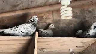 Almond homer cock birds guarding their corners by showing dominance against each other. Pigeons 