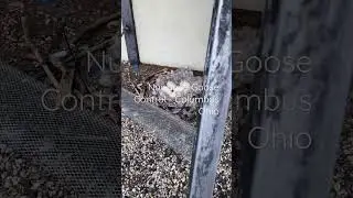 Goose Control In Columbus Ohio