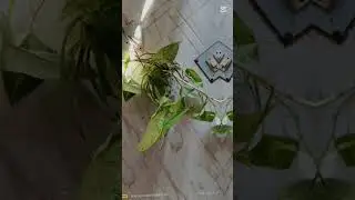 Money plant+singoniam plant