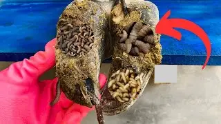 Hoof Trimming and Caring for a Cow with a Detached Hoof Capsule - The Hoof Fixers. 