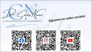 Claves para una correcta ecografía