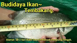 Budidaya ikan TEMBAKANG.