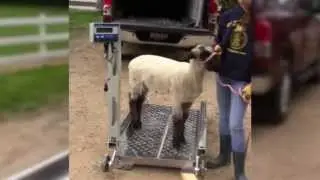 Digi-Star Wrangler Junior- Livestock Scale