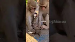 rj kisna funny monkey videos | rj kisna dub kendra | dub केंद्र #rjkisnaa #dubbing #dubkendrakisna