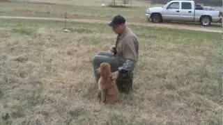 Louter Creek Hunting Poodle 